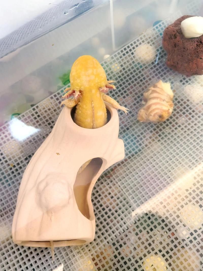 六角恐龍魚繁殖圖片（六角恐龍魚的繁殖過程） 六角恐龍魚繁殖圖片（六角恐龍魚的繁殖過程） 龍魚百科 第25張