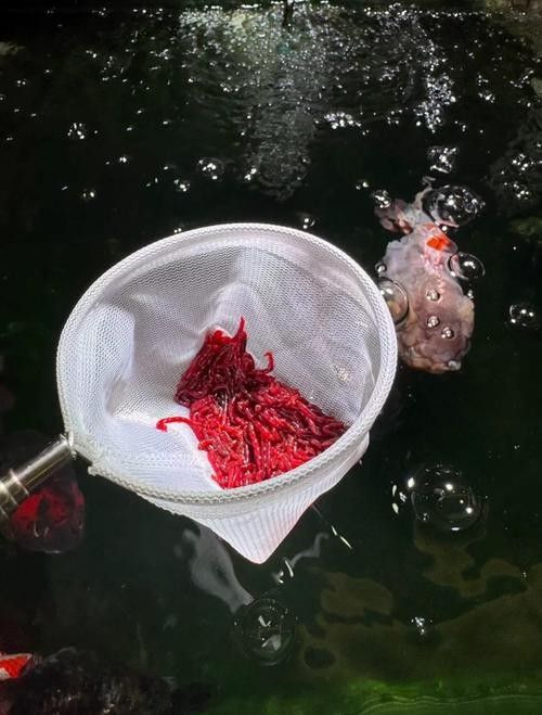 六角恐龍魚繁殖圖片（六角恐龍魚的繁殖過程） 六角恐龍魚繁殖圖片（六角恐龍魚的繁殖過程） 龍魚百科 第21張