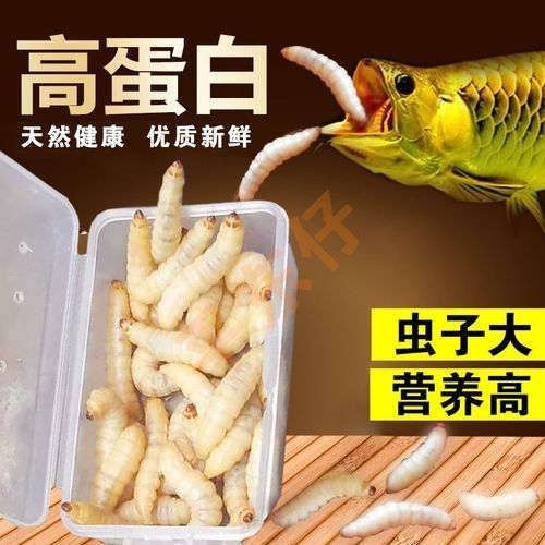 給我推薦一些適合釣紅龍魚的魚餌(適合釣紅龍魚的餌料有哪些) 龍魚百科 第2張 給我推薦一些適合釣紅龍魚的魚餌(適合釣紅龍魚的餌料有哪些) 給我推薦一些適合釣紅龍魚的魚餌(適合釣紅龍魚的餌料有哪些) 龍魚百科 第2張
