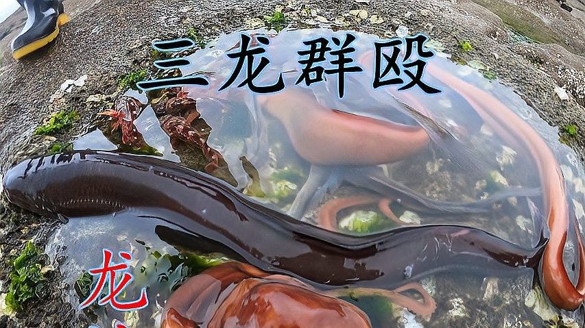 給我推薦一些適合釣紅龍魚的魚餌（適合釣紅龍魚的餌料有哪些） 給我推薦一些適合釣紅龍魚的魚餌（適合釣紅龍魚的餌料有哪些） 龍魚百科 第7張