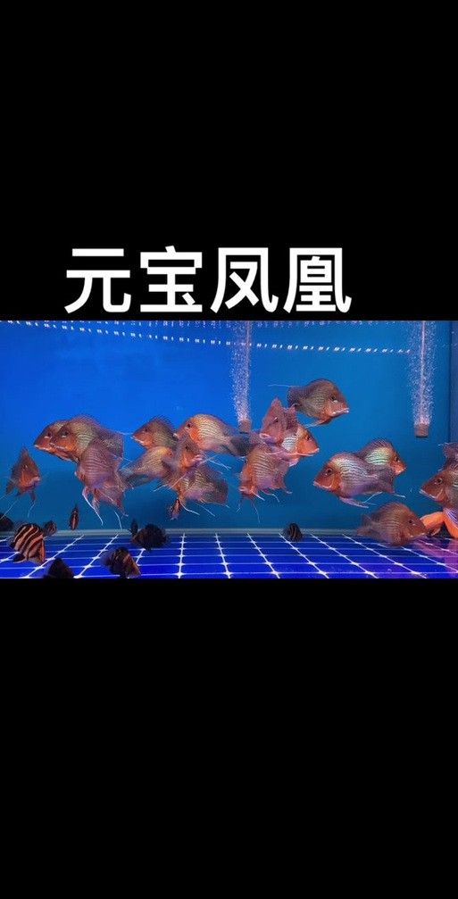 寬城哪個(gè)水族館龍魚(yú)好？祥龍魚(yú)場(chǎng)龍魚(yú)（寬城哪個(gè)水族館龍魚(yú)好）