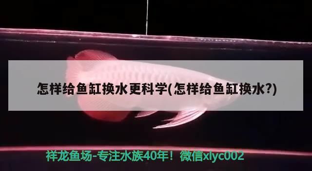 怎樣給魚缸換水更科學(xué)(怎樣給魚缸換水?)（如何給魚缸換水）