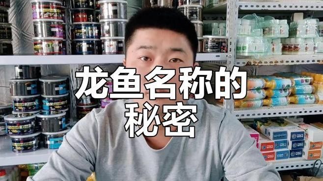 賀蘭哪個水族館龍魚好？祥龍魚場龍魚（賀蘭縣祥龍魚場提供上門服務(wù)）