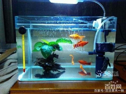 房屋裝修魚缸(家里放魚缸如何裝修-土巴兔裝修問答) 觀賞魚百科 第7張 房屋裝修魚缸(家里放魚缸如何裝修-土巴兔裝修問答) 房屋裝修魚缸(家里放魚缸如何裝修-土巴兔裝修問答) 觀賞魚百科 第7張