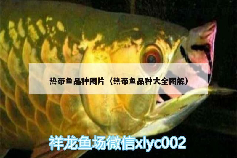 熱帶魚品種圖片（熱帶魚品種大全圖解）（30種常見熱帶魚品種圖片）