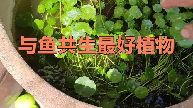如何選擇適合與金龍魚混養的植物（如何根據金龍魚的特性和需求選擇適合的植物） 如何選擇適合與金龍魚混養的植物（如何根據金龍魚的特性和需求選擇適合的植物） 龍魚百科 第2張