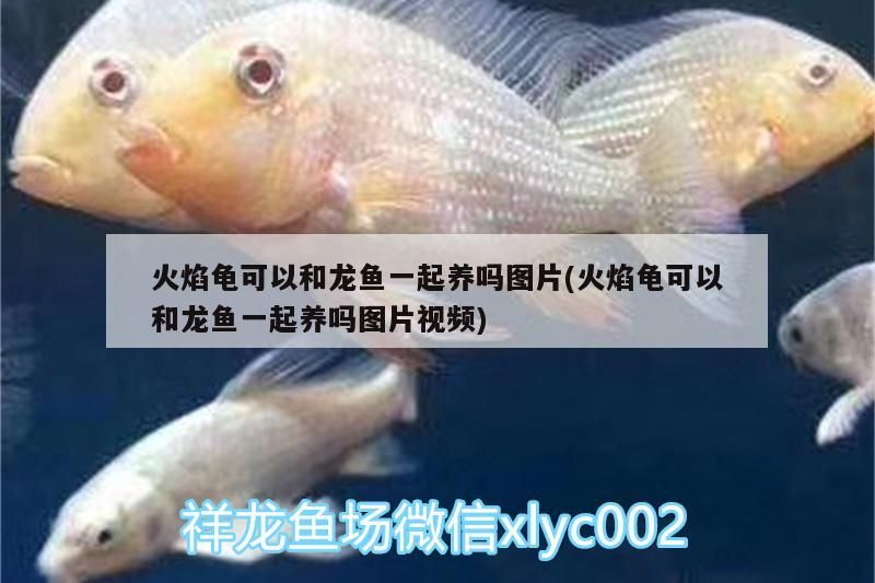 20公分紅龍魚價(jià)格表不死的熱帶魚（觀賞紅龍魚價(jià)格）（20公分享20公分紅龍魚價(jià)格表不死的熱帶魚價(jià)格表不死的熱帶魚）