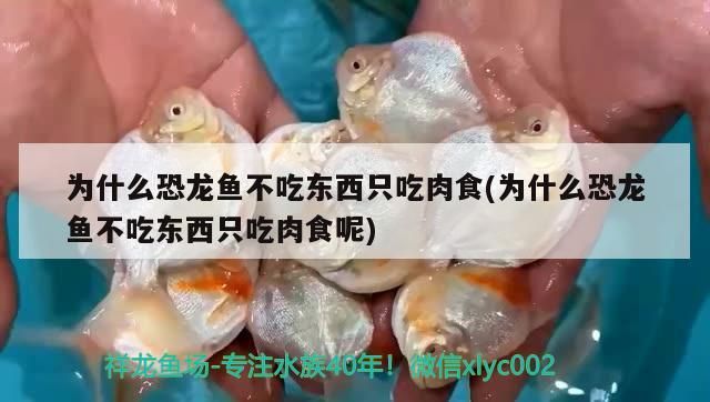 飼料 為什么恐龍魚不吃東西只吃肉食(為什么恐龍魚不吃東西只吃肉食呢)(為什么恐龍魚不吃東西只吃肉食) 觀賞魚百科 為什么恐龍魚不吃東西只吃肉食(為什么恐龍魚不吃東西只吃肉食呢)(為什么恐龍魚不吃東西只吃肉食) 為什么恐龍魚不吃東西只吃肉食(為什么恐龍魚不吃東西只吃肉食呢)(為什么恐龍魚不吃東西只吃肉食) 觀賞魚百科