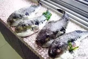 潮汕地區(qū)還有哪些淡水魚？（潮汕地區(qū)的淡水魚種類繁多，）