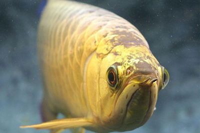 戰船魚和龍魚能一起養么（戰船魚和龍魚能一起養么嗎）（戰船魚和龍魚一起養在同一個魚缸中卻是一個有爭議的問題） 戰船魚和龍魚能一起養么（戰船魚和龍魚能一起養么嗎）（戰船魚和龍魚一起養在同一個魚缸中卻是一個有爭議的問題） 觀賞魚百科