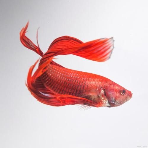 火龍魚可以養殖嗎（火龍魚可以怎么養） 火龍魚可以養殖嗎（火龍魚可以怎么養） 龍魚百科 第5張