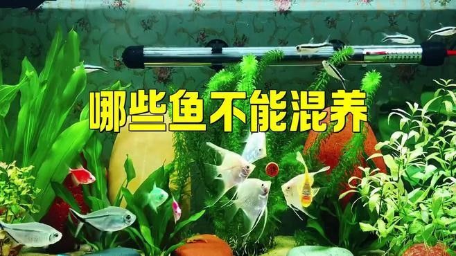 哪些魚不適合混養(yǎng)（不適合混養(yǎng)的觀賞魚類類型）