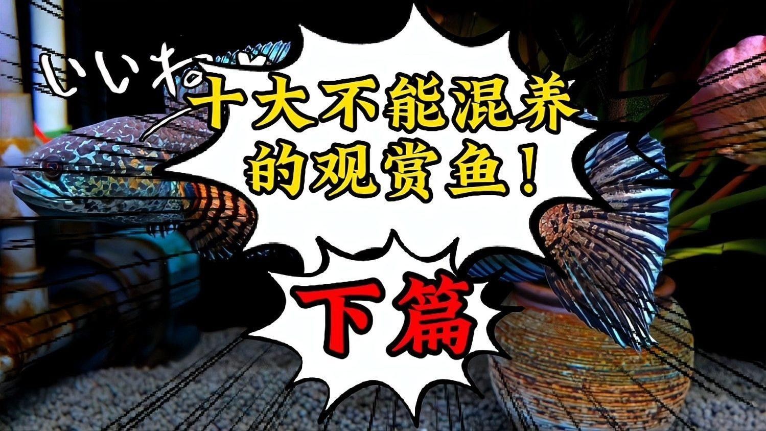 哪些魚不適合混養(yǎng)（不適合混養(yǎng)的觀賞魚類類型）
