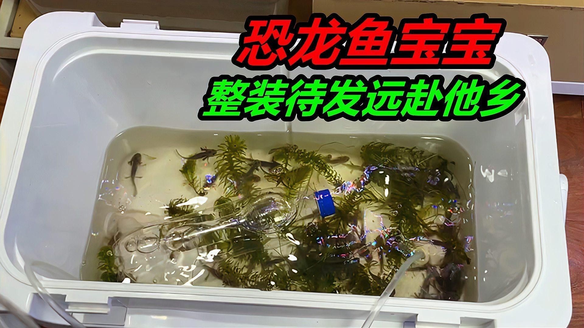 恐龍魚飼養(yǎng)需要多大的魚缸（關(guān)于恐龍魚魚缸大小的建議） 恐龍魚飼養(yǎng)需要多大的魚缸（關(guān)于恐龍魚魚缸大小的建議） 龍魚百科 第1張