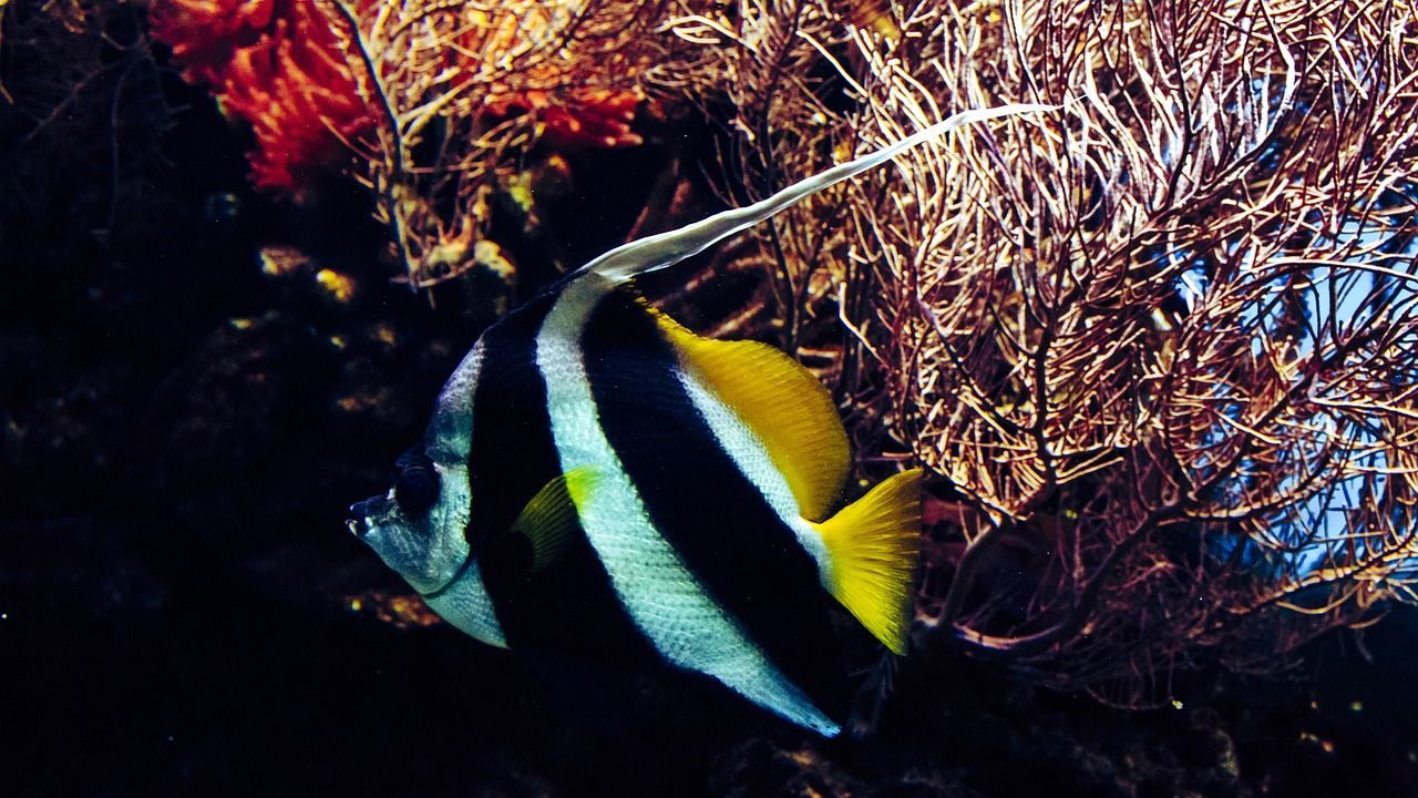 龍魚身上起白毛怎么回事（龍魚身上有白點(diǎn)白毛是否一樣）（***************濕毛巾包住病魚）