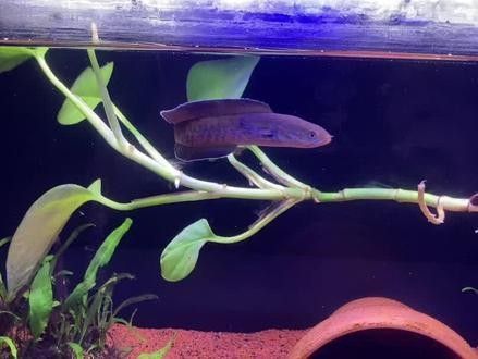 雷龍魚發色需要哪些飼料（雷龍魚發色需要特定的飼料以確保其健康和美觀的外觀） 雷龍魚發色需要哪些飼料（雷龍魚發色需要特定的飼料以確保其健康和美觀的外觀） 龍魚百科 第5張