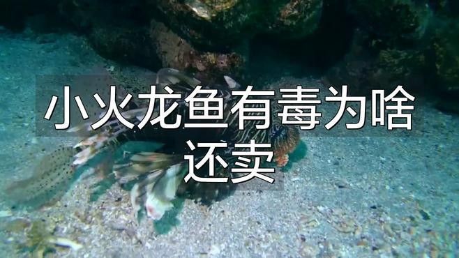 火龍魚有哪些種類（火龍魚有哪些種類？） 火龍魚有哪些種類（火龍魚有哪些種類？） 龍魚百科 第1張