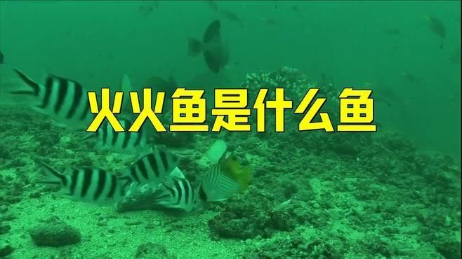 火龍魚有哪些種類（火龍魚有哪些種類？） 火龍魚有哪些種類（火龍魚有哪些種類？） 龍魚百科 第2張