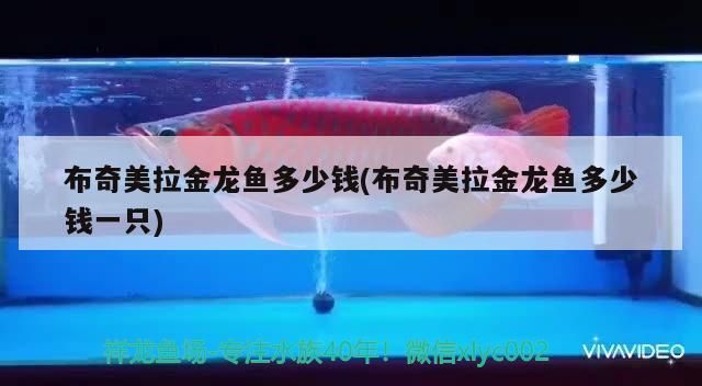 布奇美拉金龍魚多少錢(布奇美拉金龍魚多少錢一只)（布奇美拉金龍魚多少錢）