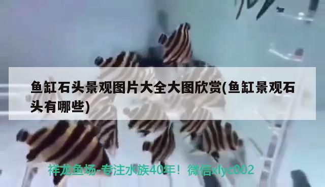 精選問答，孔雀魚可以單獨(dú)放在玻璃瓶嗎（七彩拉拉魚可以和孔雀魚一起養(yǎng)嗎）
