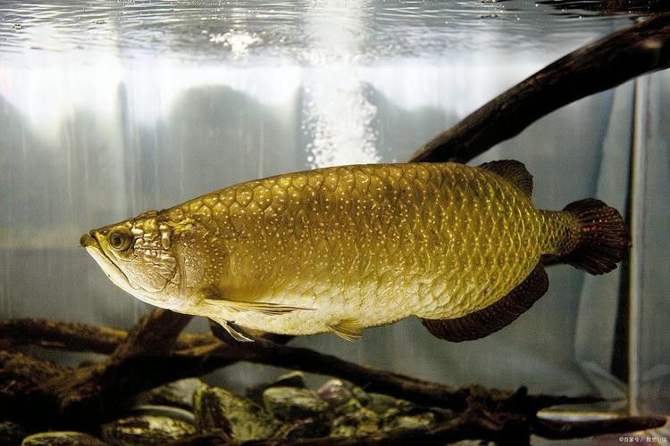 渾南哪個水族館龍魚好？祥龍魚場龍魚（沈陽渾南水族館祥龍魚場聊城分店liaocheng.1688yu）