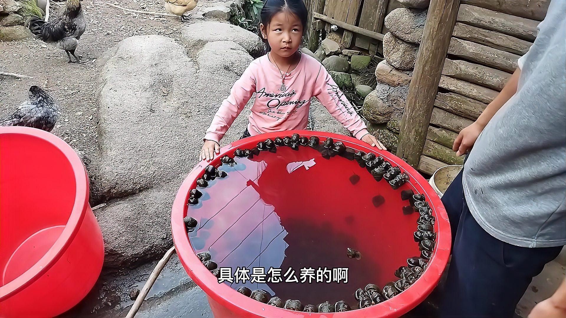 如何控制混養(yǎng)螺類的數(shù)量（養(yǎng)田螺能賺多少錢真實收益揭秘一畝地不可能年入6萬） 如何控制混養(yǎng)螺類的數(shù)量（養(yǎng)田螺能賺多少錢真實收益揭秘一畝地不可能年入6萬） 龍魚百科 第5張
