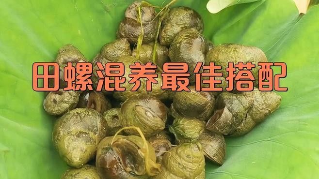 如何控制混養(yǎng)螺類的數(shù)量（養(yǎng)田螺能賺多少錢真實收益揭秘一畝地不可能年入6萬） 如何控制混養(yǎng)螺類的數(shù)量（養(yǎng)田螺能賺多少錢真實收益揭秘一畝地不可能年入6萬） 龍魚百科 第1張