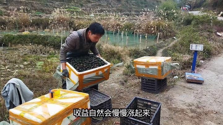 如何控制混養(yǎng)螺類的數(shù)量（養(yǎng)田螺能賺多少錢真實收益揭秘一畝地不可能年入6萬） 如何控制混養(yǎng)螺類的數(shù)量（養(yǎng)田螺能賺多少錢真實收益揭秘一畝地不可能年入6萬） 龍魚百科 第7張