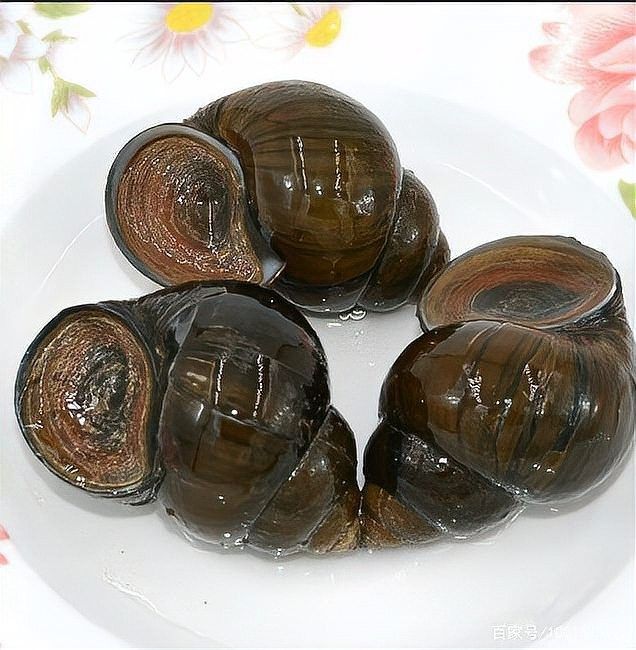 如何控制混養(yǎng)螺類的數(shù)量（養(yǎng)田螺能賺多少錢真實收益揭秘一畝地不可能年入6萬） 如何控制混養(yǎng)螺類的數(shù)量（養(yǎng)田螺能賺多少錢真實收益揭秘一畝地不可能年入6萬） 龍魚百科 第10張