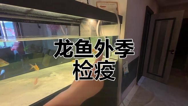 如何預防龍魚寄生蟲感染？（如何預防龍魚寄生蟲感染） 如何預防龍魚寄生蟲感染？（如何預防龍魚寄生蟲感染） 龍魚百科 第3張