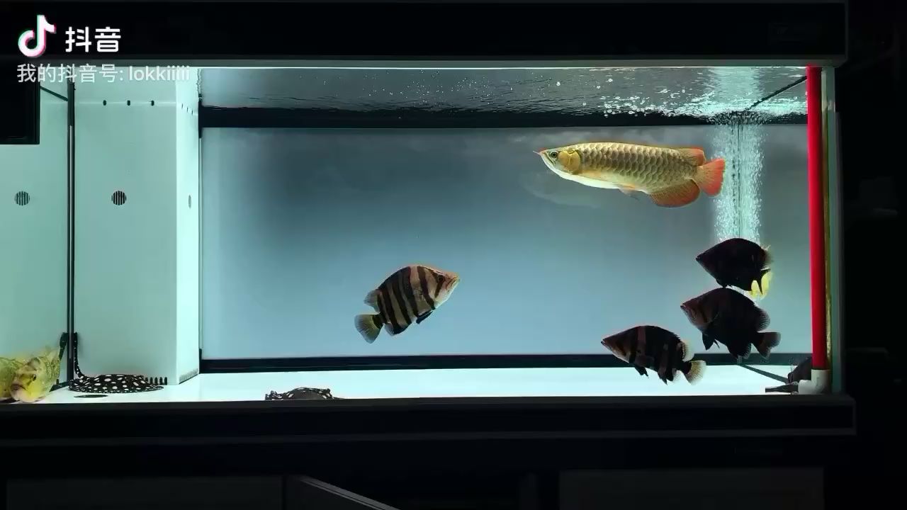 慢慢減密（慢慢減密，巴西亞被打到趴著，魚友說：漂亮，立竿見影）