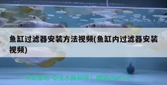 龍魚身體彎曲是什么原因，龍魚為什么彎著身子 龍魚身體彎曲是什么原因，龍魚為什么彎著身子 觀賞魚百科 第1張