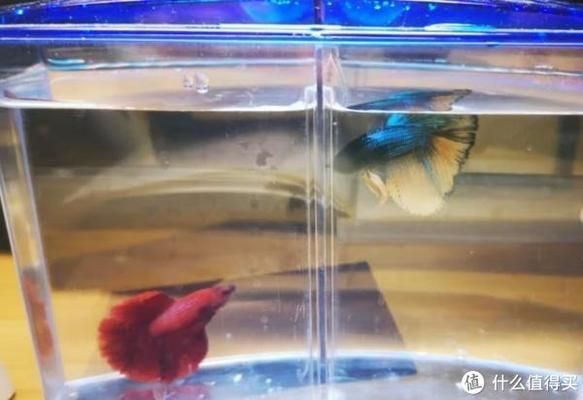 紅色的淡水觀賞魚叫什么（紅色淡水觀賞魚種類）