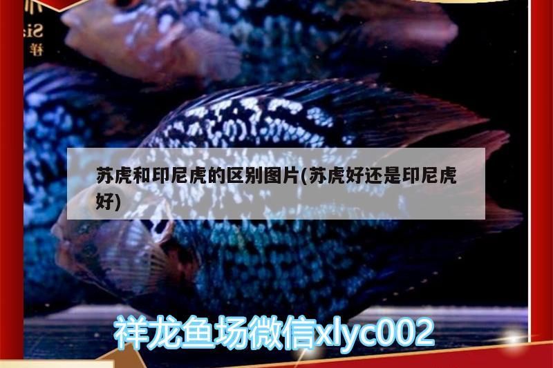 蘇虎和印尼虎的區別圖片(蘇虎好還是印尼虎好)（泰國虎魚和印尼虎的區別是什么？）