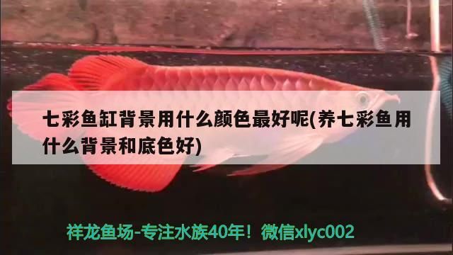 七彩魚缸背景用什么顏色最好呢(養七彩魚用什么背景和底色好)（七彩魚缸背景用什么顏色最好）