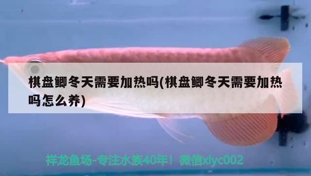 棋盤鯽冬天需要加熱嗎(棋盤鯽冬天需要加熱嗎怎么養)（棋盤鯽冬天需要加熱嗎）