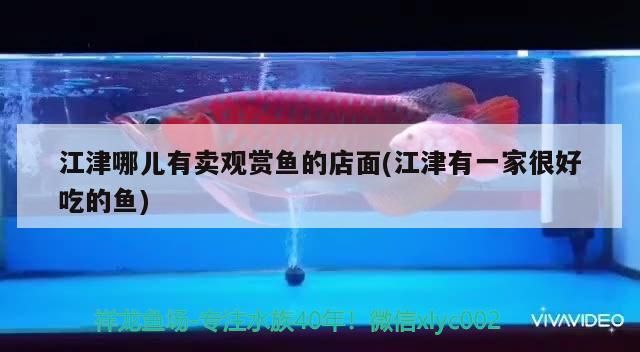 江津哪兒有賣觀賞魚的店面(江津有一家很好吃的魚)（江津哪兒有賣觀賞魚的店面） 江津哪兒有賣觀賞魚的店面(江津有一家很好吃的魚)（江津哪兒有賣觀賞魚的店面） 觀賞魚百科