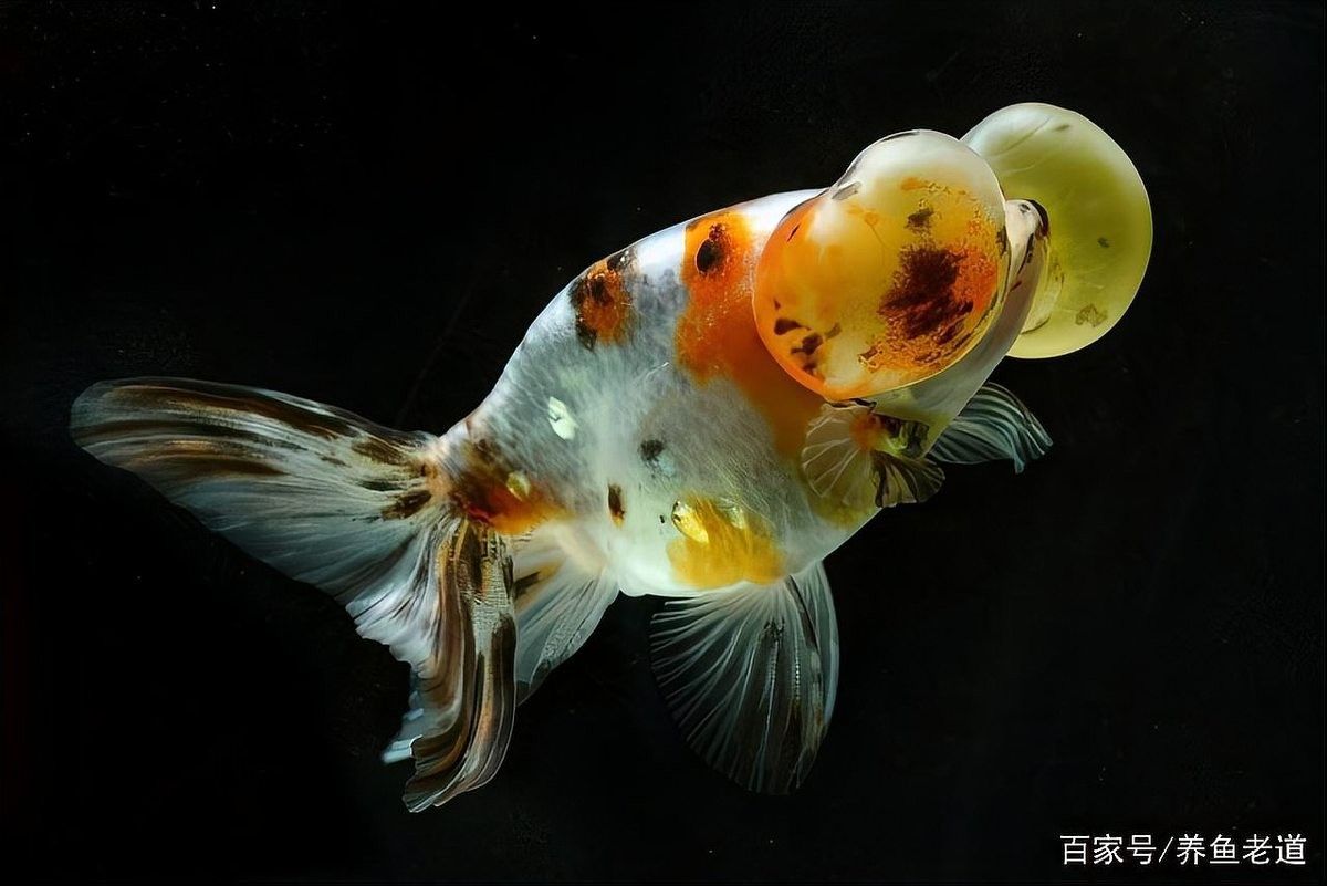 如何判斷紅龍魚缸的水流是否合適（判斷紅龍魚缸水流是否合適，紅龍魚缸水流是否合適）