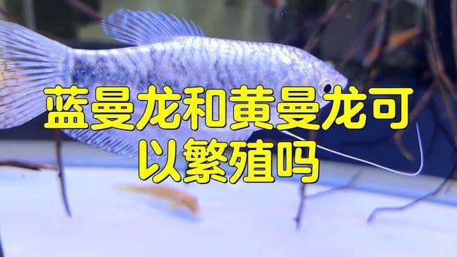 藍曼龍魚繁殖期如何護理？（曼龍魚的繁殖期護理是確保其成功繁殖的關鍵）