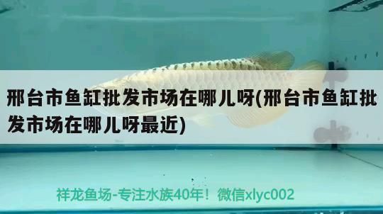 邢臺觀賞魚批發市場：關于邢臺市觀賞魚批發市場的介紹