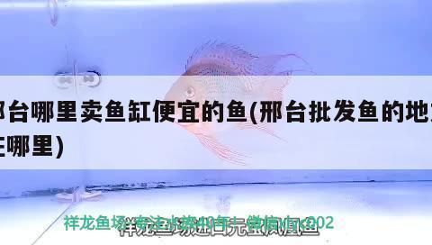 邢臺觀賞魚批發市場：關于邢臺市觀賞魚批發市場的介紹