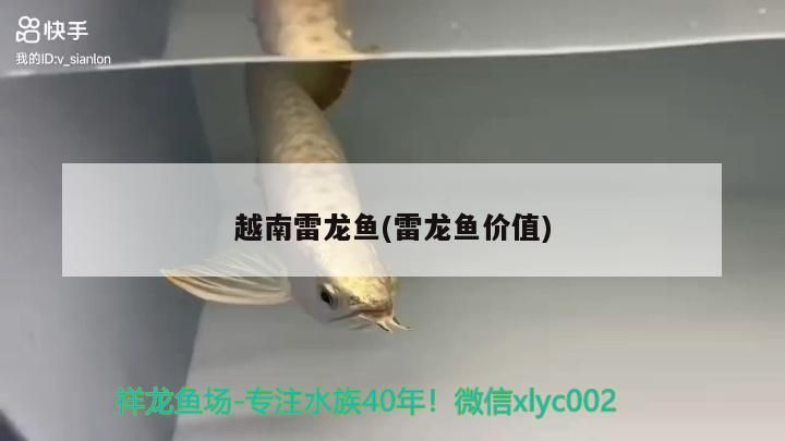 越南雷龍魚(雷龍魚價值)（越南雷龍魚價值分析）