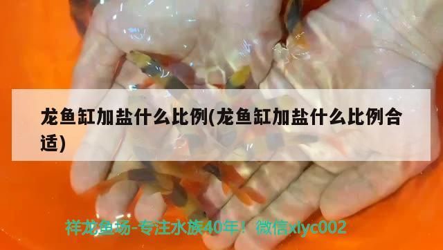 龍魚缸加鹽什么比例(龍魚缸加鹽什么比例合適)（龍魚缸加鹽什么比例）