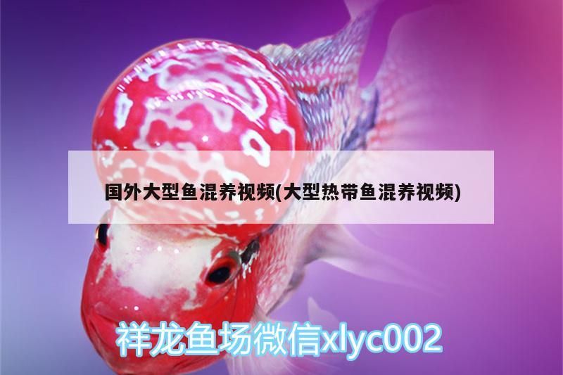 國外大型魚混養視頻(大型熱帶魚混養視頻)（國外大型魚混養最佳搭配魚混養最佳搭配圖，鸚鵡魚混養最佳搭配圖） 國外大型魚混養視頻(大型熱帶魚混養視頻)（國外大型魚混養最佳搭配魚混養最佳搭配圖，鸚鵡魚混養最佳搭配圖） 觀賞魚百科