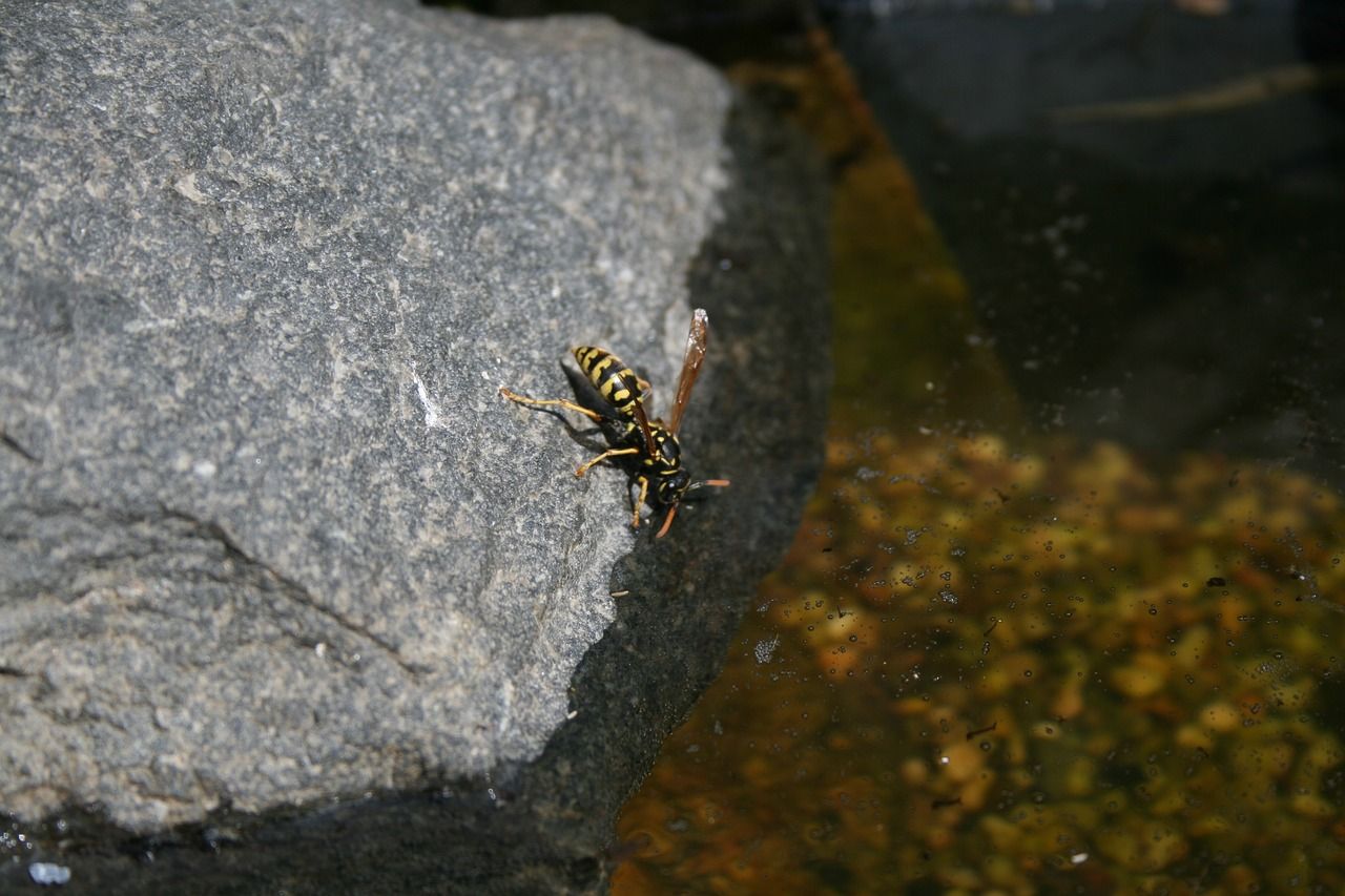 龍魚嘴撞破皮要拔掉嗎圖片（龍魚嘴撞破皮要拔掉嗎圖片真實）（龍魚嘴撞破皮要拔掉嗎）