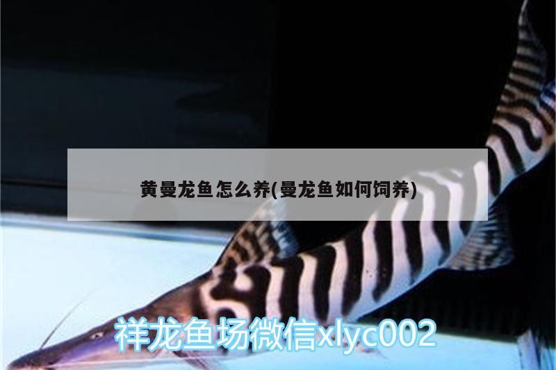 黃曼龍魚怎么養(曼龍魚如何飼養)（黃曼龍魚怎么養）