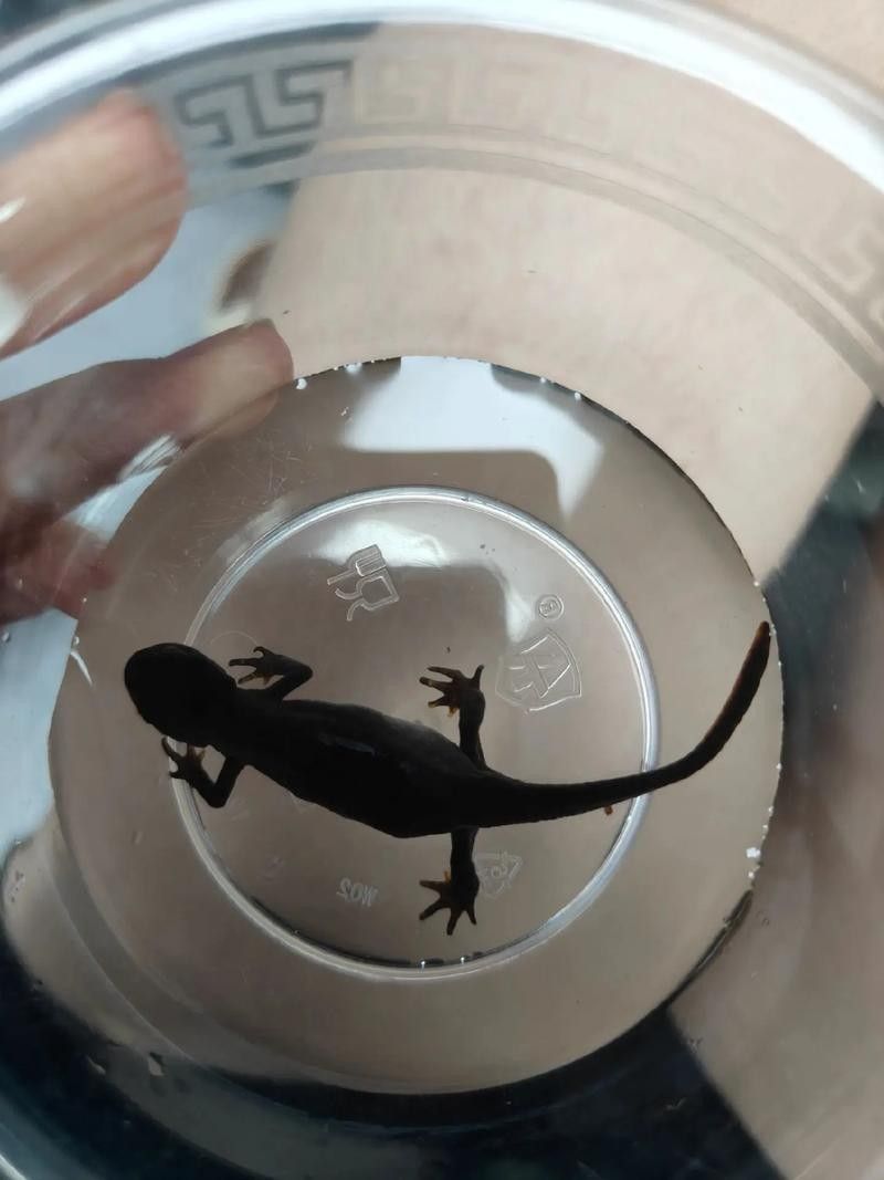給我一些高清的四腳龍魚圖片 龍魚百科 第12張 給我一些高清的四腳龍魚圖片 給我一些高清的四腳龍魚圖片 龍魚百科 第12張
