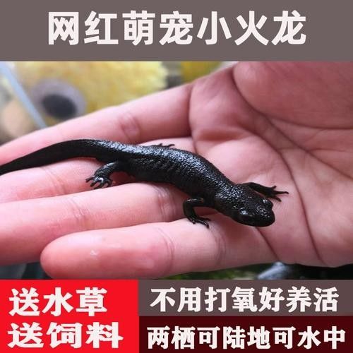 給我一些高清的四腳龍魚圖片 龍魚百科 第18張 給我一些高清的四腳龍魚圖片 給我一些高清的四腳龍魚圖片 龍魚百科 第18張