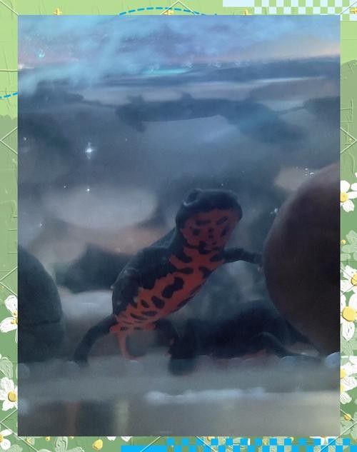 給我一些高清的四腳龍魚圖片 龍魚百科 第19張 給我一些高清的四腳龍魚圖片 給我一些高清的四腳龍魚圖片 龍魚百科 第19張