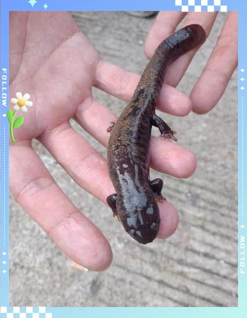 給我一些高清的四腳龍魚圖片 龍魚百科 第17張 給我一些高清的四腳龍魚圖片 給我一些高清的四腳龍魚圖片 龍魚百科 第17張